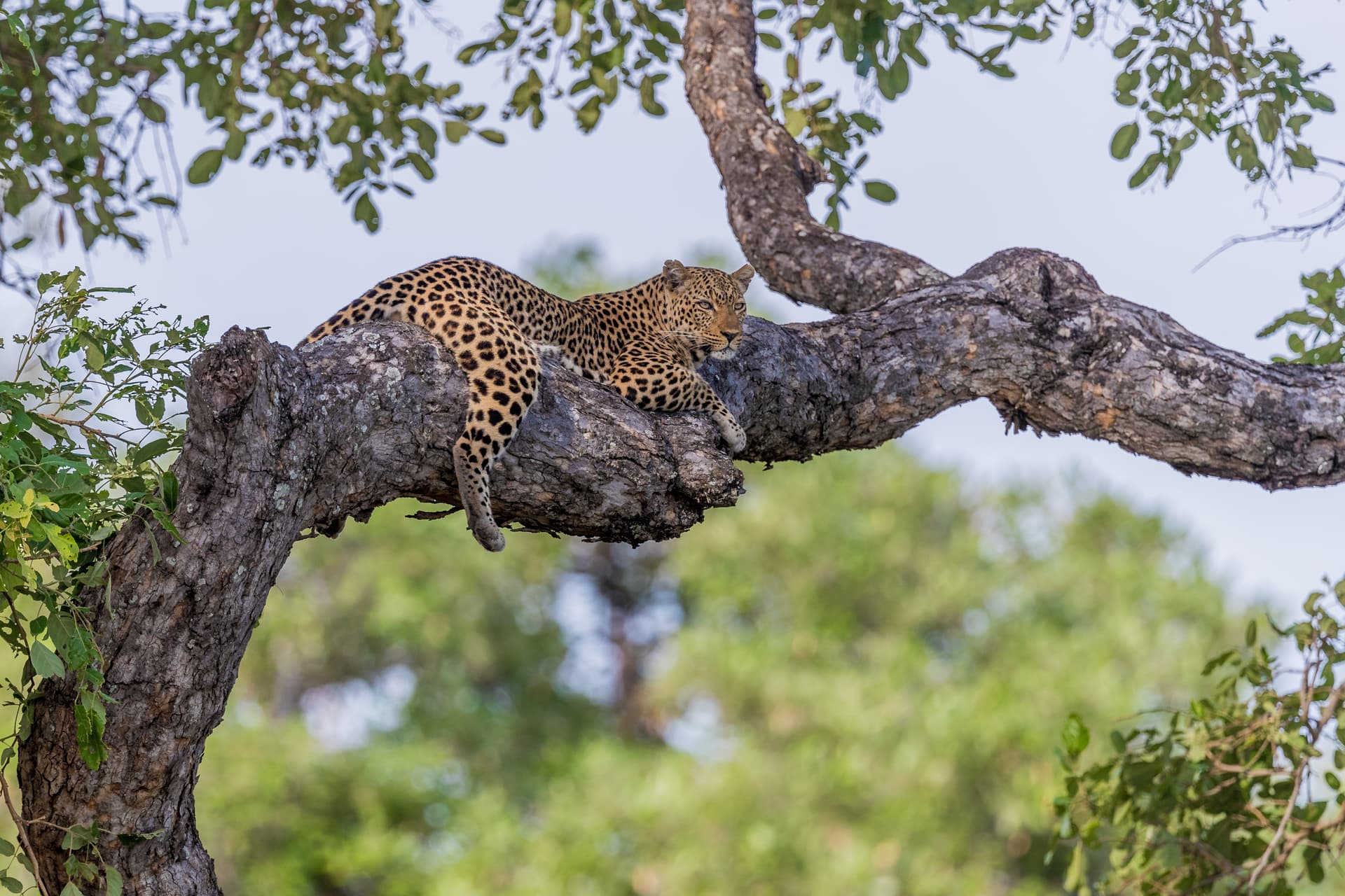 Sabi Sands